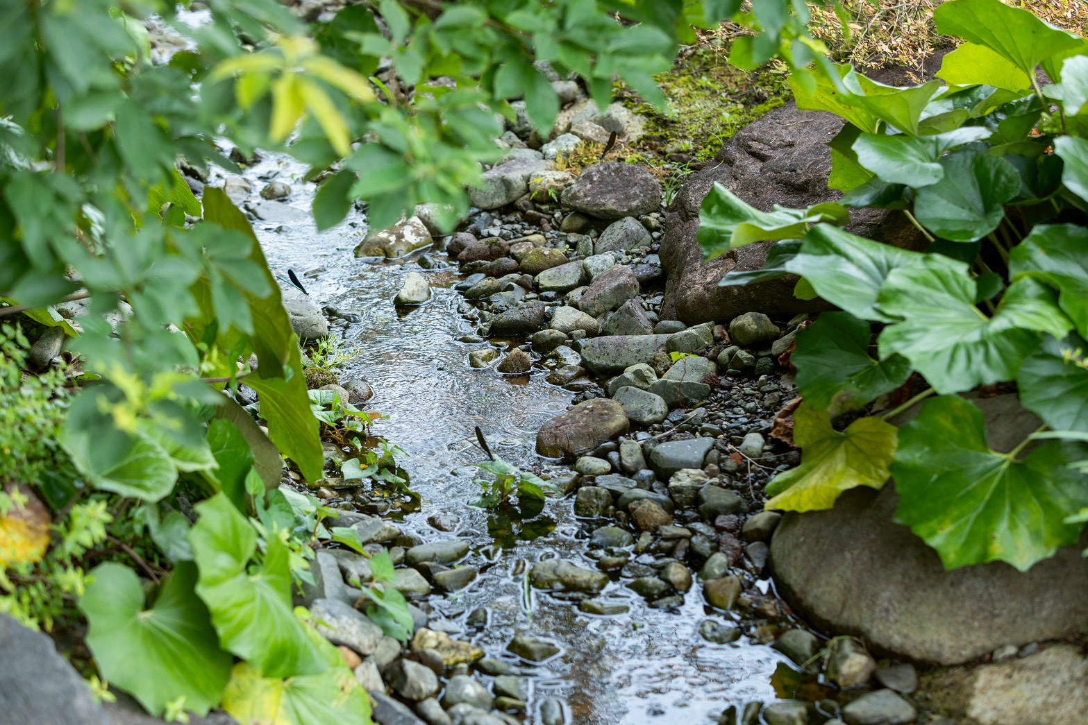 緑豊かな自然の中に広がるしらさぎ荘の雨庭。雨水が土へと浸透し、四季折々の植物を潤す。