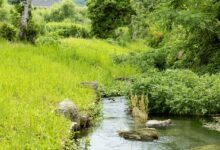 自然と共に ｜人吉温泉しらさぎ荘 女将の徒然日記