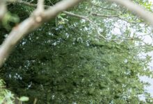 たゆたえども、沈まず｜人吉温泉しらさぎ荘 女将の徒然日記