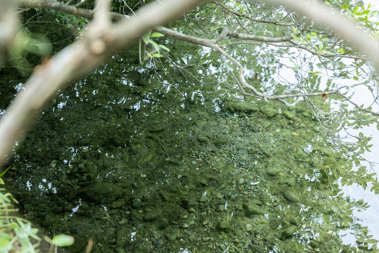 人吉温泉しらさぎ荘の湧水池に広がる波紋